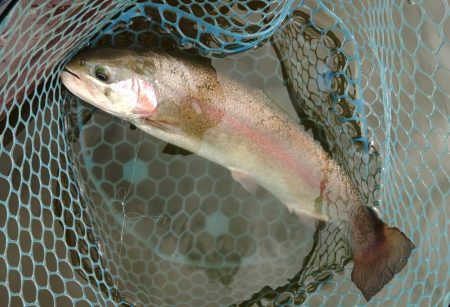 やる気満々のアマゴたち ～岡崎トラウトポンド～